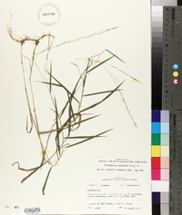 Muhlenbergia sobolifera image