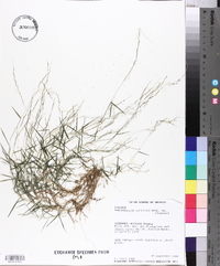 Muhlenbergia schreberi image