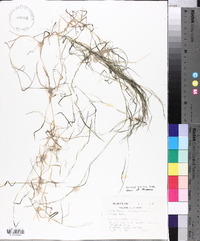 Muhlenbergia schreberi image