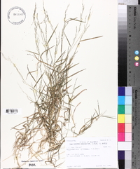 Muhlenbergia schreberi image