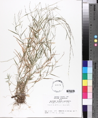 Muhlenbergia schreberi image