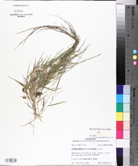 Muhlenbergia schreberi image