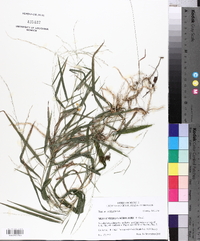 Muhlenbergia schreberi image