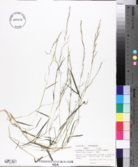 Muhlenbergia schreberi image