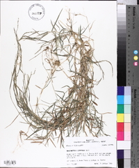 Muhlenbergia schreberi image