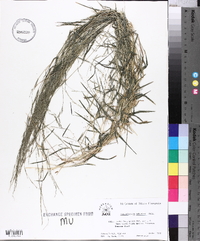 Muhlenbergia schreberi image