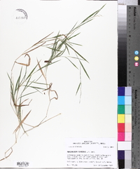 Muhlenbergia schreberi image