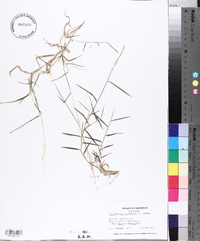 Muhlenbergia schreberi image