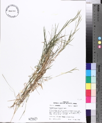 Muhlenbergia schreberi image