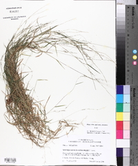 Muhlenbergia schreberi image