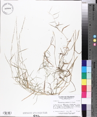 Muhlenbergia schreberi image