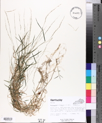 Muhlenbergia schreberi image