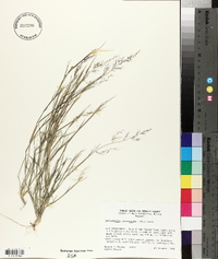 Muhlenbergia microsperma image