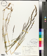 Muhlenbergia mexicana image