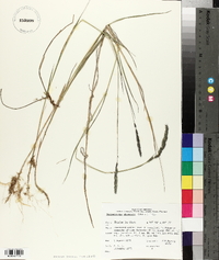 Muhlenbergia glomerata image