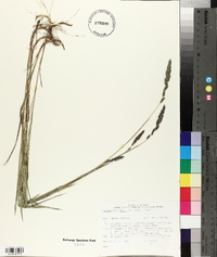 Muhlenbergia glomerata image