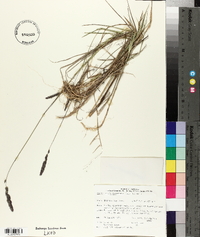 Muhlenbergia glomerata image