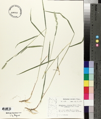 Muhlenbergia glomerata image