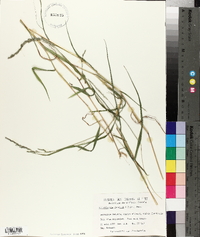 Muhlenbergia frondosa image