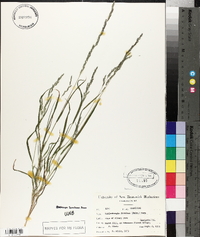 Muhlenbergia frondosa image