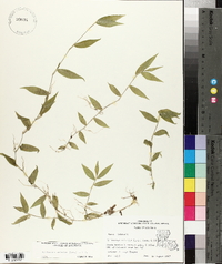 Oplismenus setarius image
