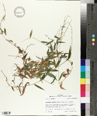 Oplismenus setarius image