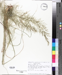 Muhlenbergia stricta image