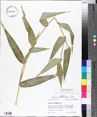 Panicum boscii image