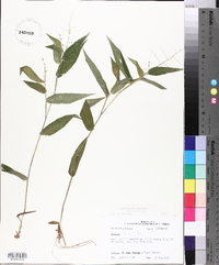 Panicum boscii image