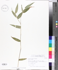 Panicum boscii image