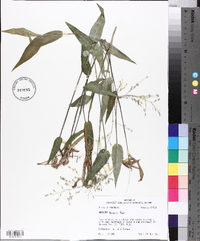 Panicum boscii image