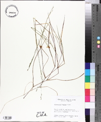 Kellochloa brachyantha image