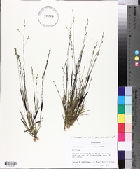 Kellochloa brachyantha image