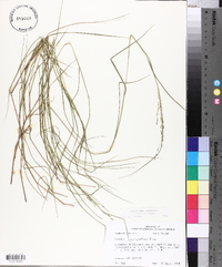 Kellochloa brachyantha image