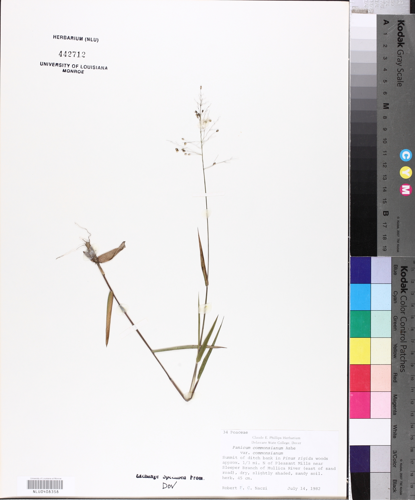 Panicum commonsianum var. commonsianum image