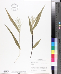 Panicum clandestinum image