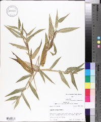 Panicum clandestinum image