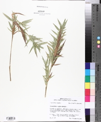 Panicum clandestinum image