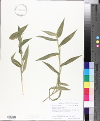 Panicum clandestinum image