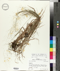 Panicum flexile image