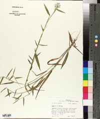 Panicum dichotomum image