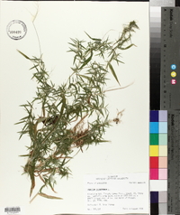 Panicum dichotomum image