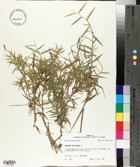 Panicum dichotomum image