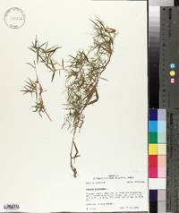 Panicum dichotomum image