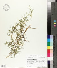 Panicum dichotomum image