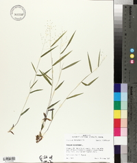 Panicum dichotomum image