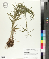 Panicum dichotomum image