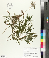 Panicum dichotomum image