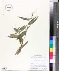 Panicum commutatum image