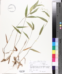 Panicum commutatum image